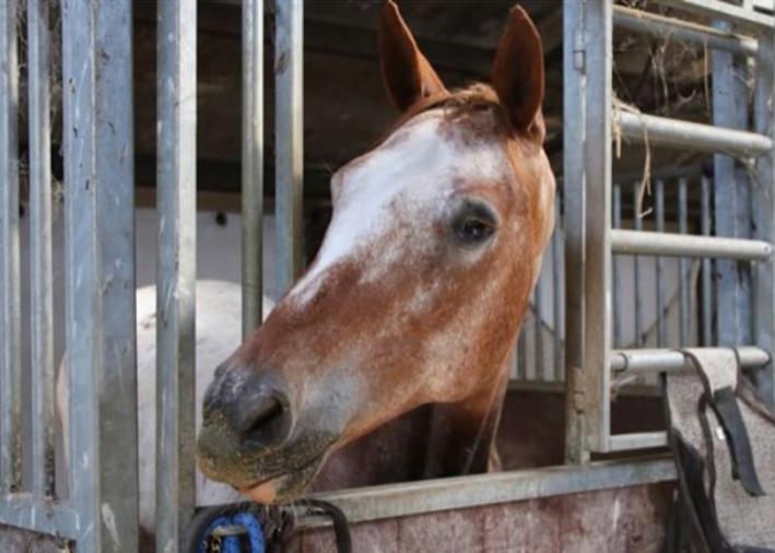 Knabstrupper Cassandra H billede 12