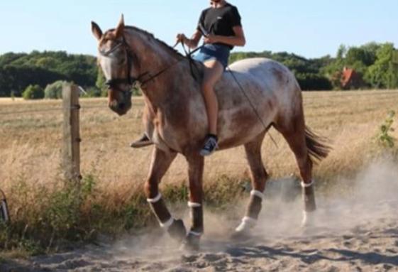 Knabstrupper Cassandra H billede 13