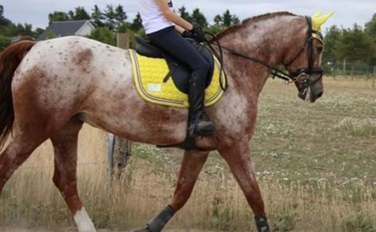 Knabstrupper Cassandra H billede 14