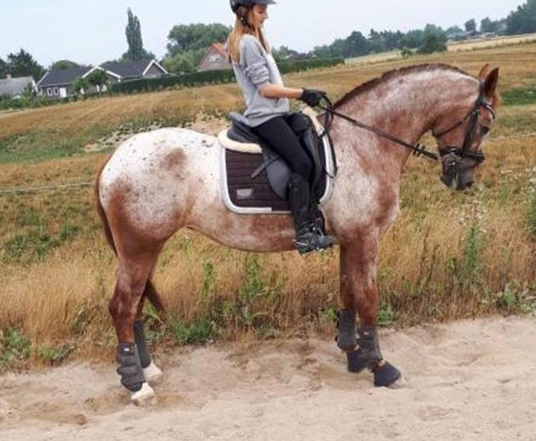 Knabstrupper Cassandra H billede 15