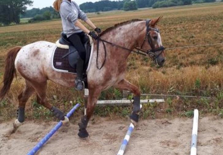 Knabstrupper Cassandra H billede 16