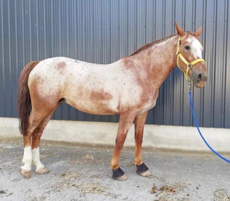 Knabstrupper Cassandra H billede 17