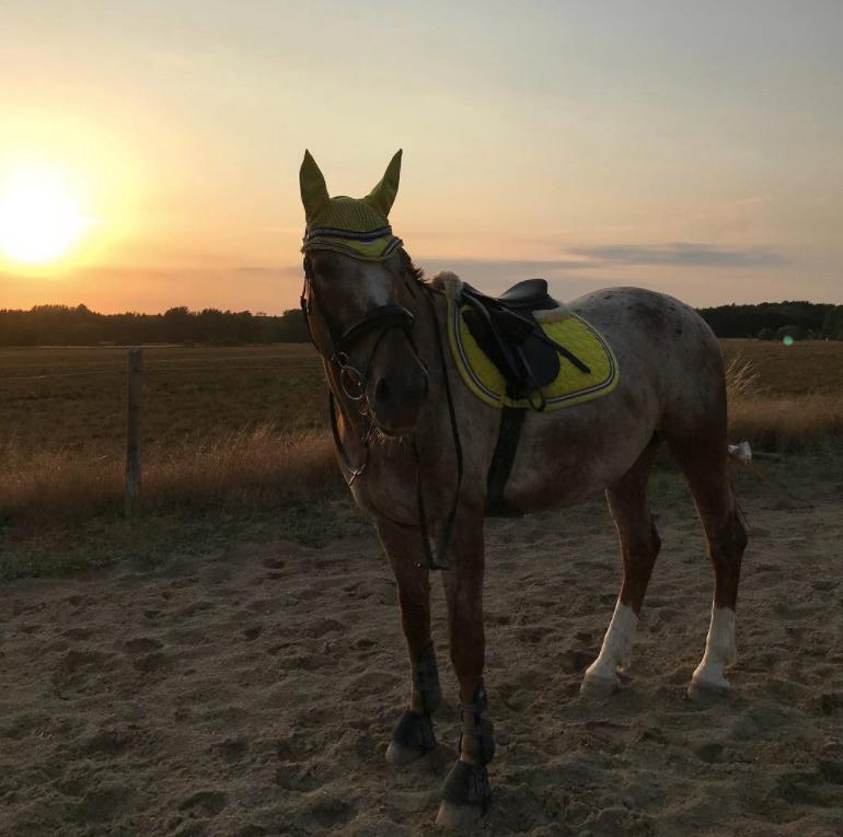 Knabstrupper Cassandra H billede 18