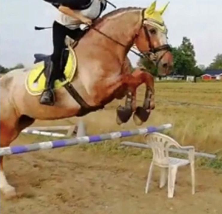 Knabstrupper Cassandra H billede 19