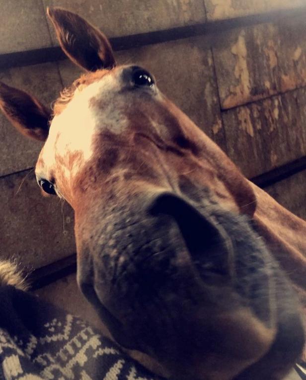 Knabstrupper Cassandra H billede 20