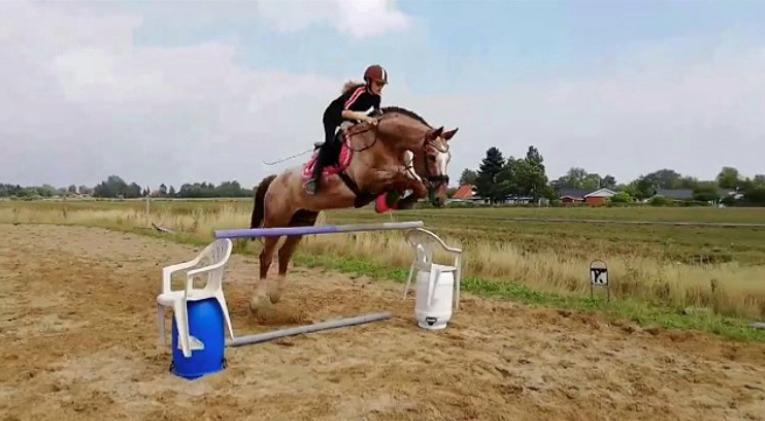 Knabstrupper Cassandra H billede 21