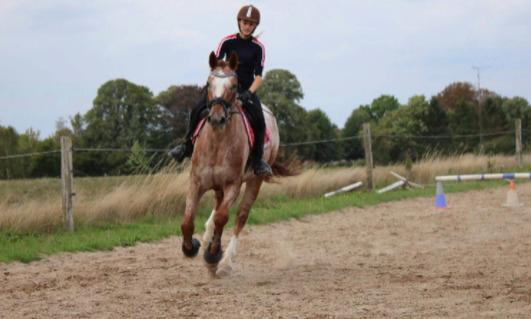 Knabstrupper Cassandra H billede 23