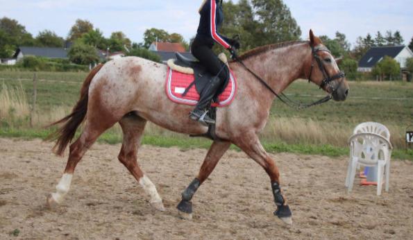 Knabstrupper Cassandra H billede 24