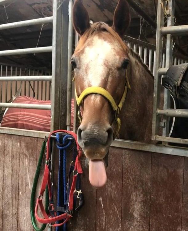 Knabstrupper Cassandra H billede 26