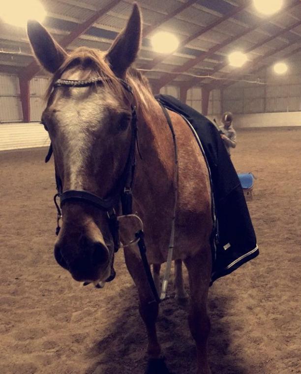 Knabstrupper Cassandra H billede 27