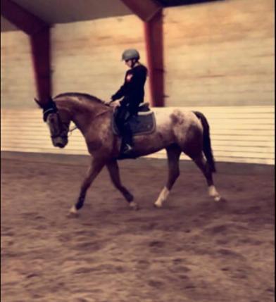 Knabstrupper Cassandra H billede 28