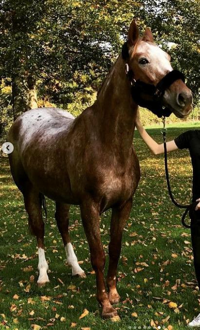 Knabstrupper Cassandra H billede 30