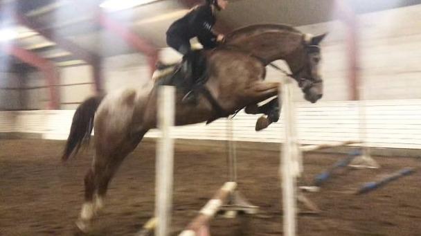 Knabstrupper Cassandra H billede 31