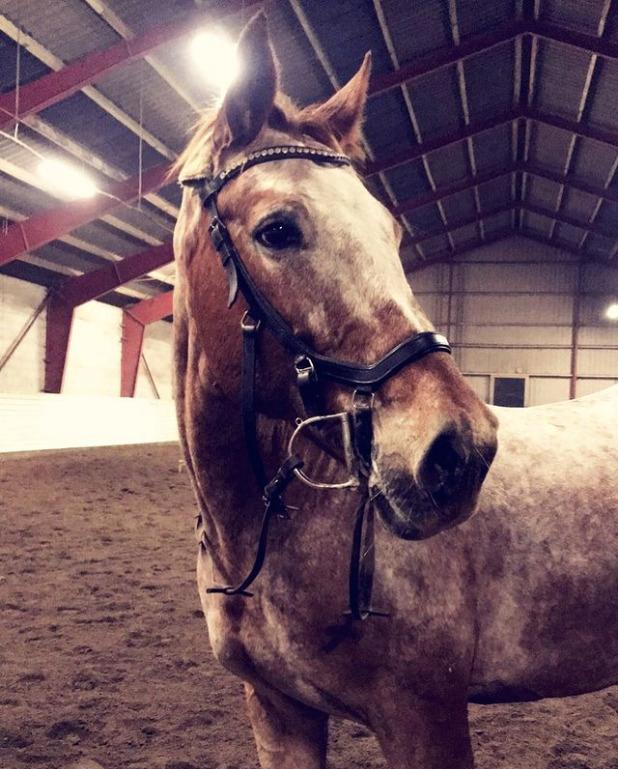 Knabstrupper Cassandra H billede 32