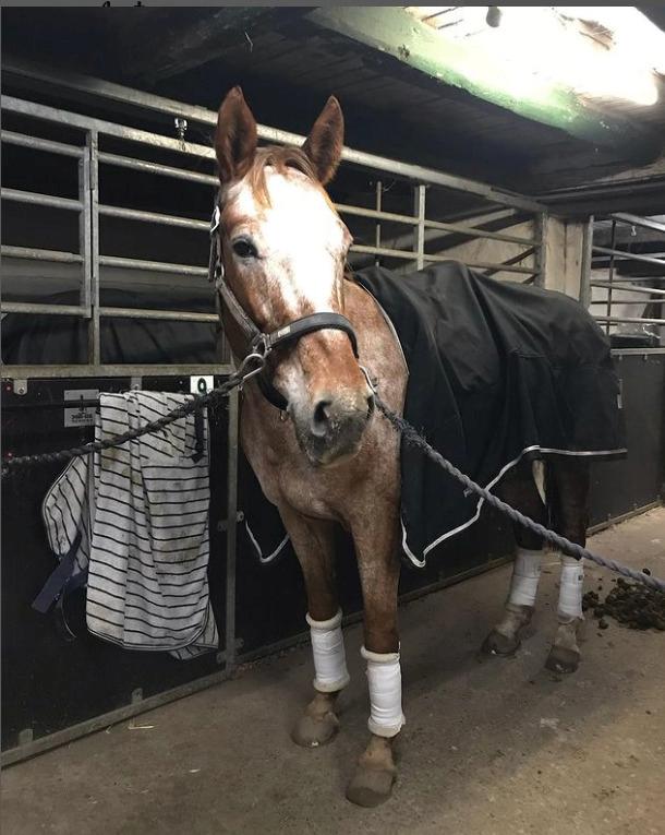 Knabstrupper Cassandra H billede 33