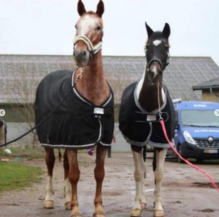 Knabstrupper Cassandra H billede 36