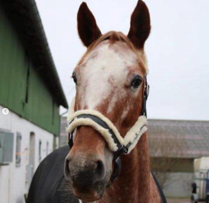 Knabstrupper Cassandra H billede 37