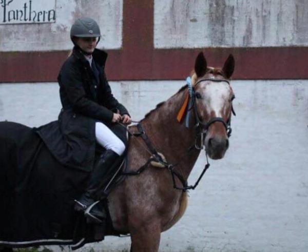 Knabstrupper Cassandra H billede 38