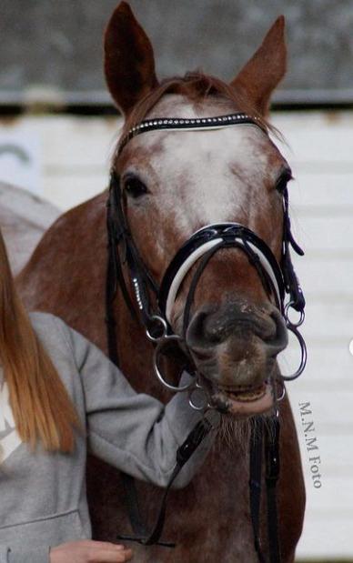 Knabstrupper Cassandra H billede 41