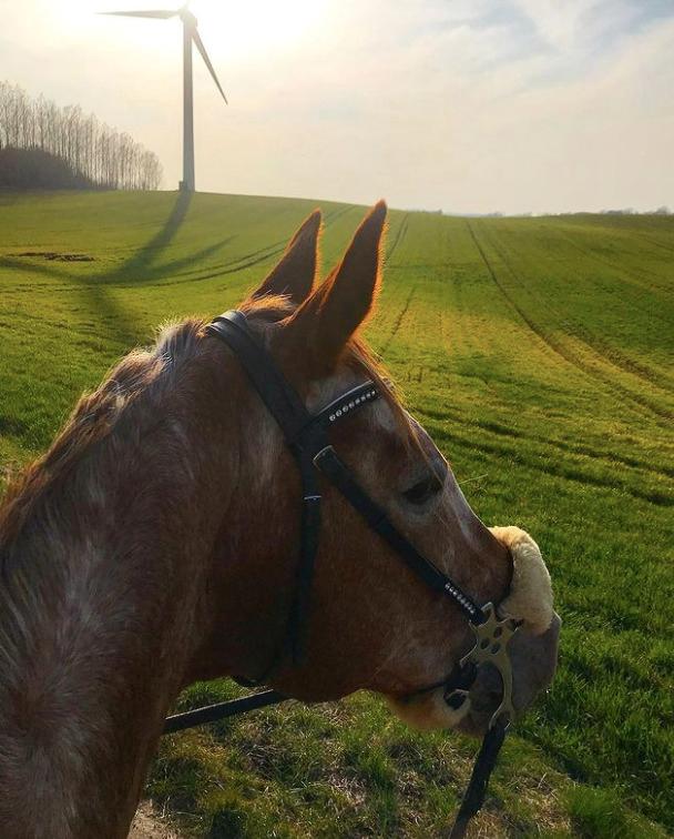 Knabstrupper Cassandra H billede 43