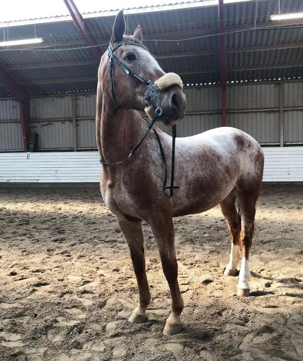 Knabstrupper Cassandra H billede 45