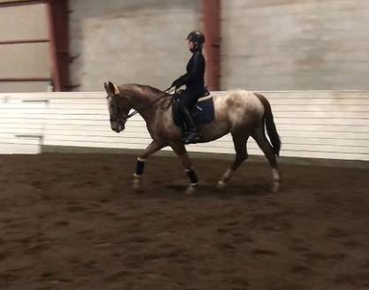 Knabstrupper Cassandra H billede 47