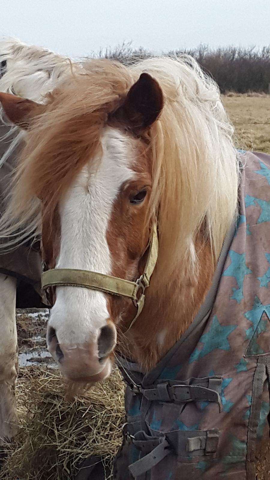 Anden særlig race Ilise billede 4