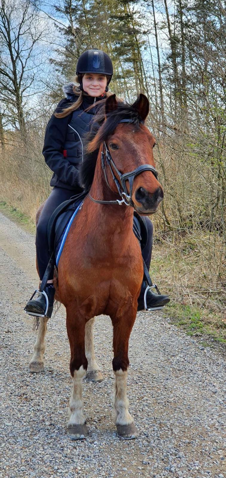 Anden særlig race Sultan billede 1