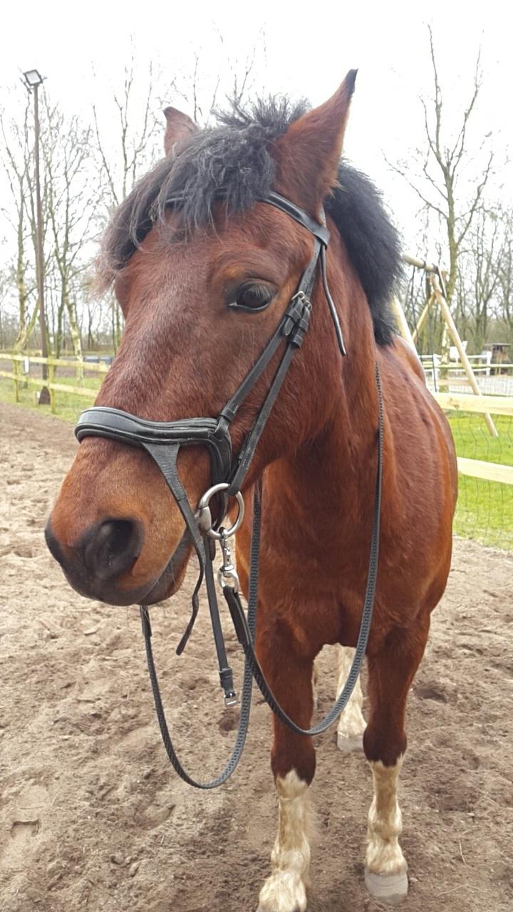 Anden særlig race Sultan billede 2