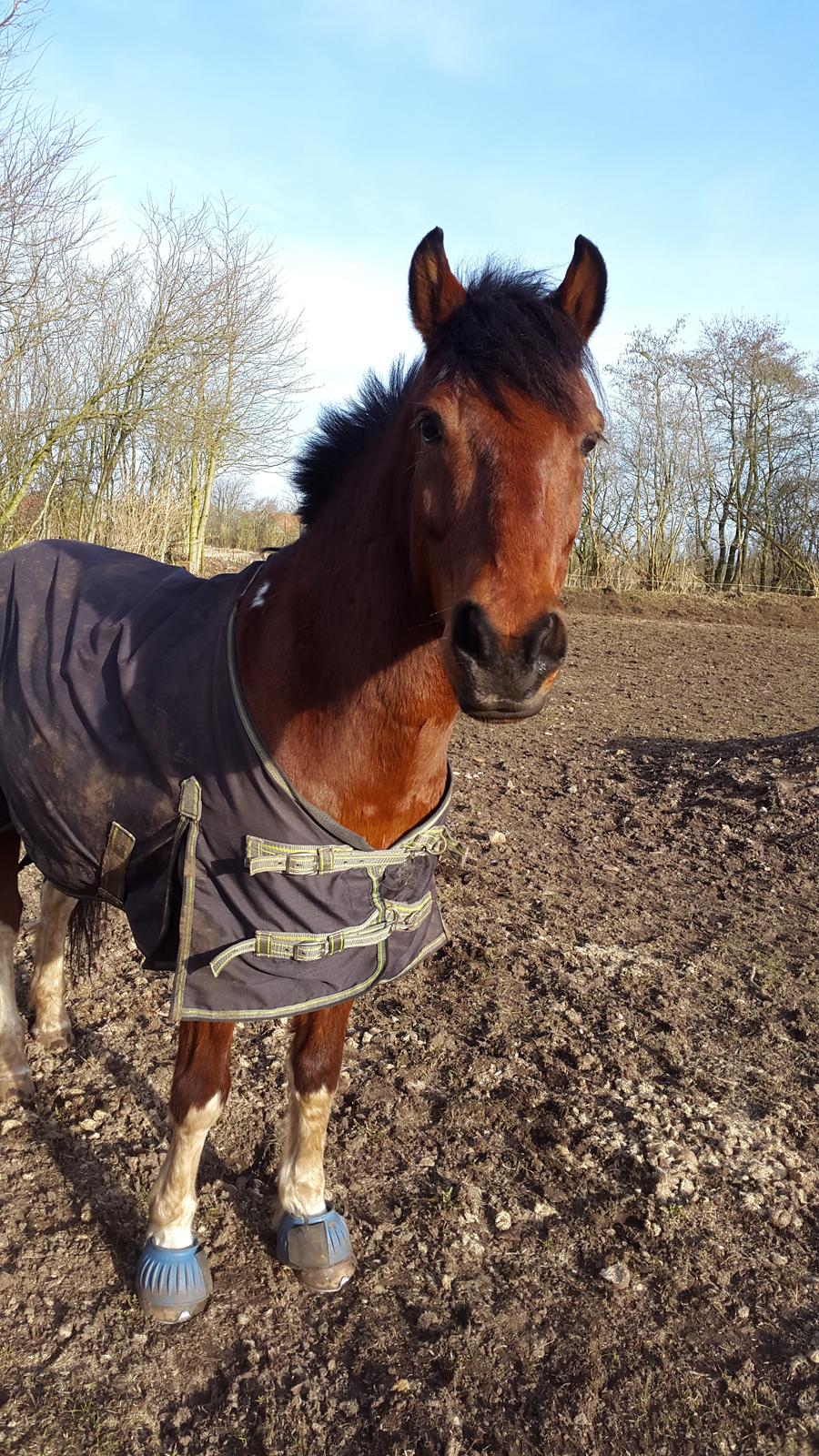 Anden særlig race Sultan billede 3