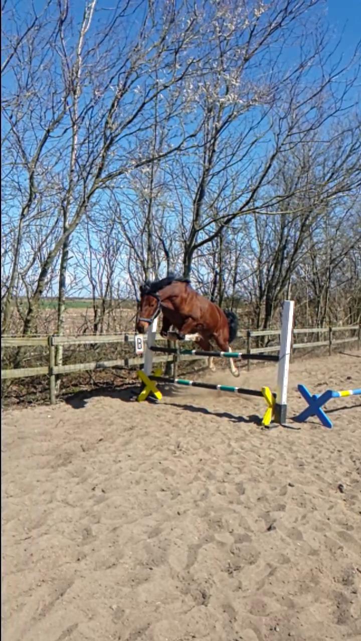 Anden særlig race Sultan billede 5