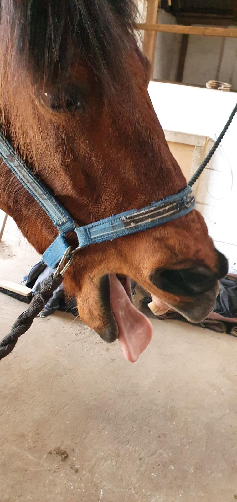 Anden særlig race Sultan billede 6