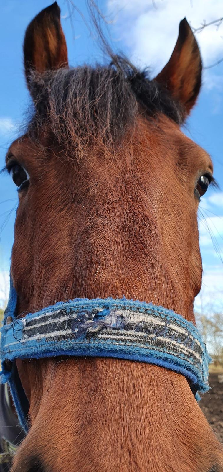 Anden særlig race Sultan billede 8