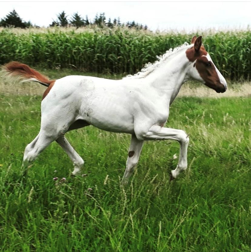 Pinto Adelia India billede 1