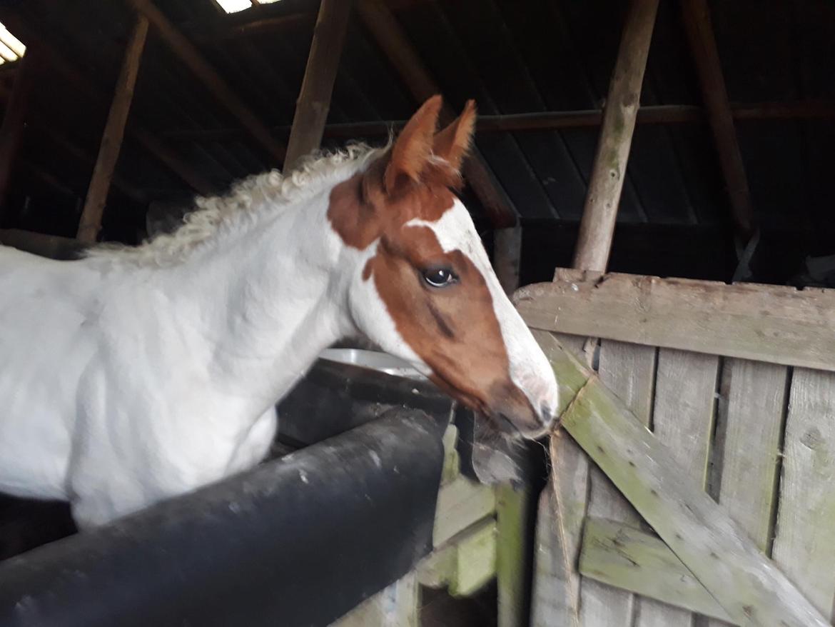 Pinto Adelia India billede 3