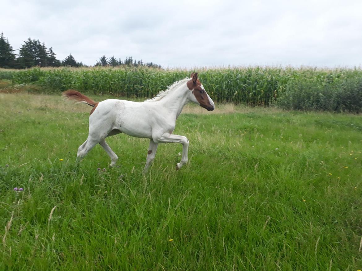 Pinto Adelia India billede 4