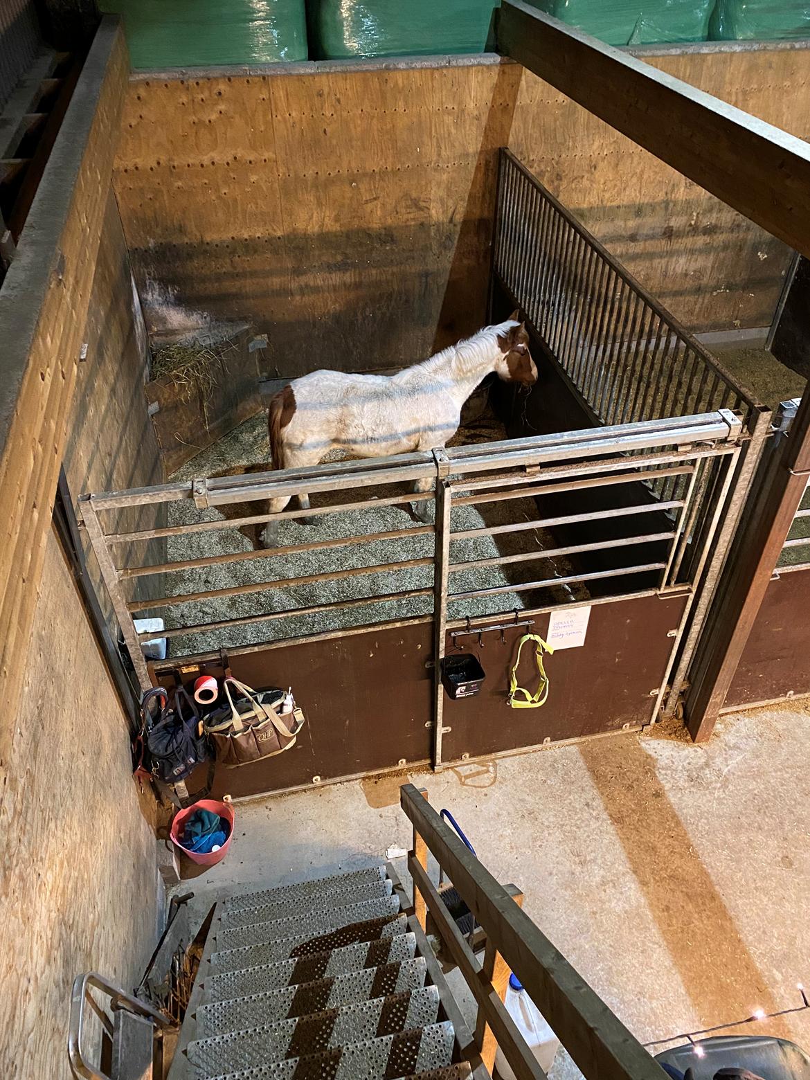 Pinto Adelia India billede 5