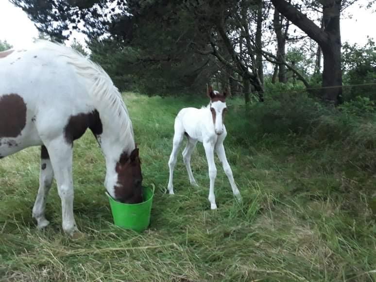 Pinto Adelia India billede 2