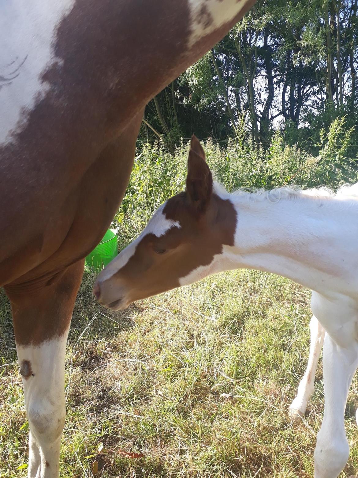 Pinto Adelia India billede 6