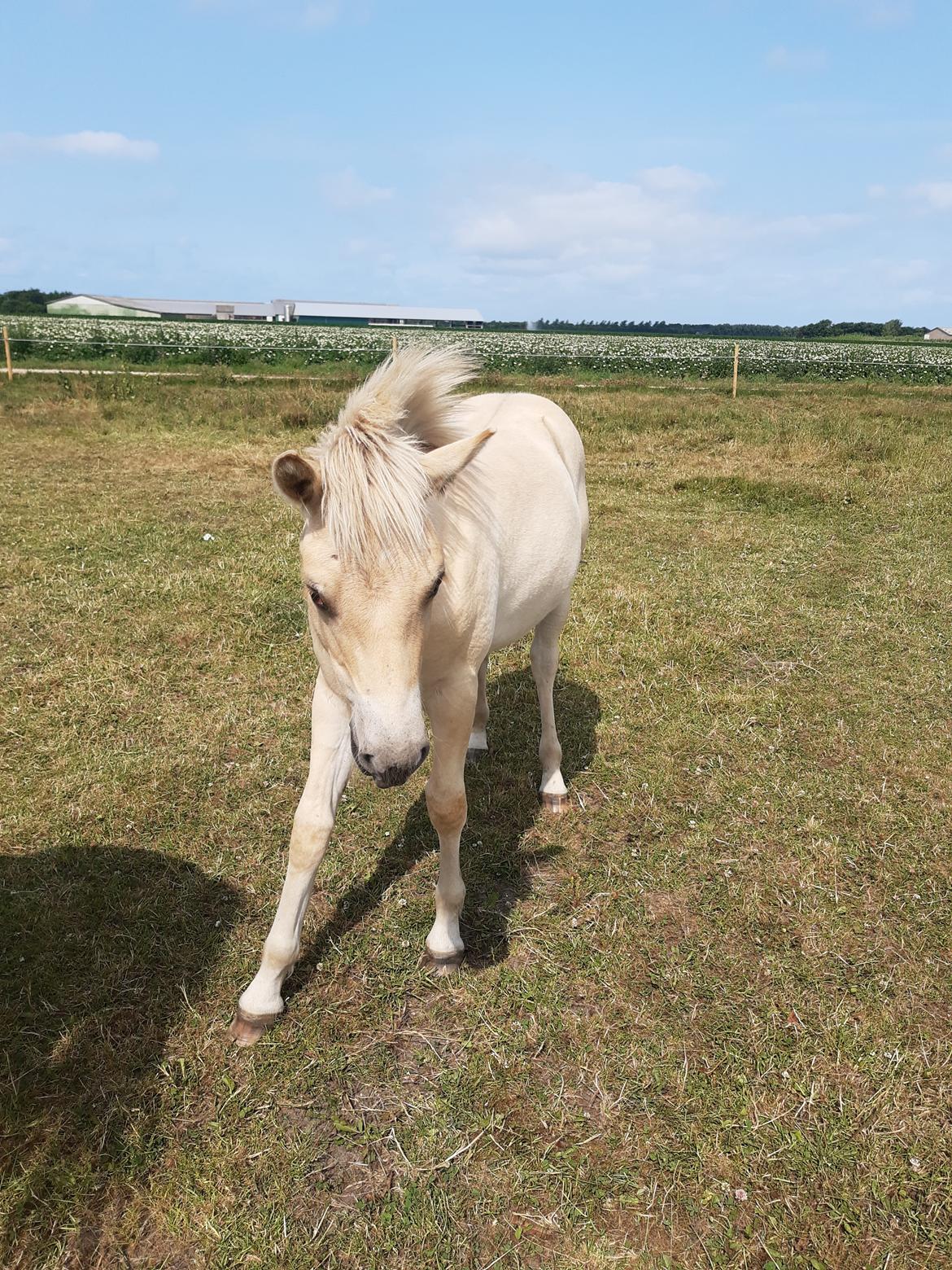 Fjordhest Oblings marco billede 3