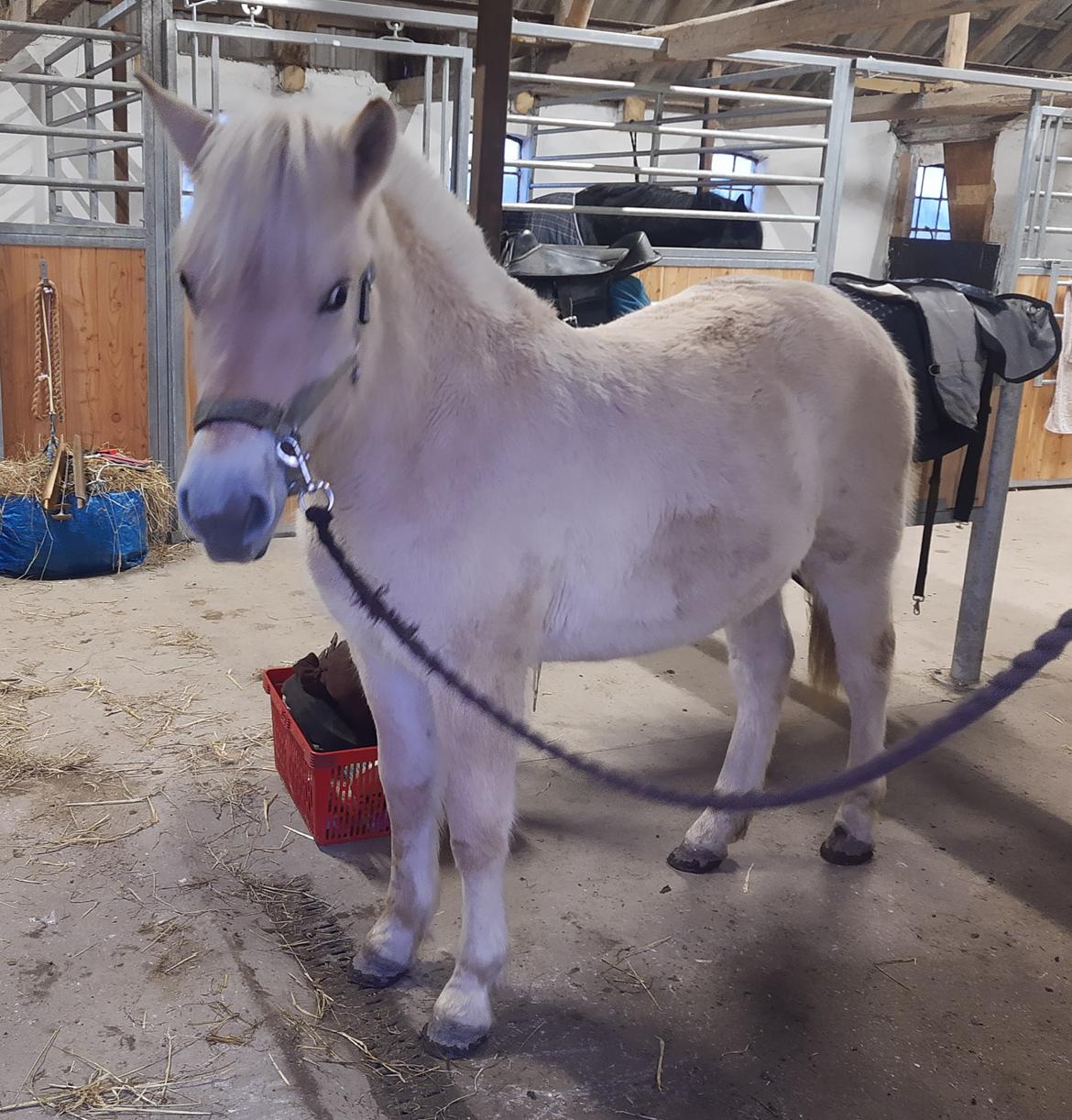 Fjordhest Oblings marco billede 4