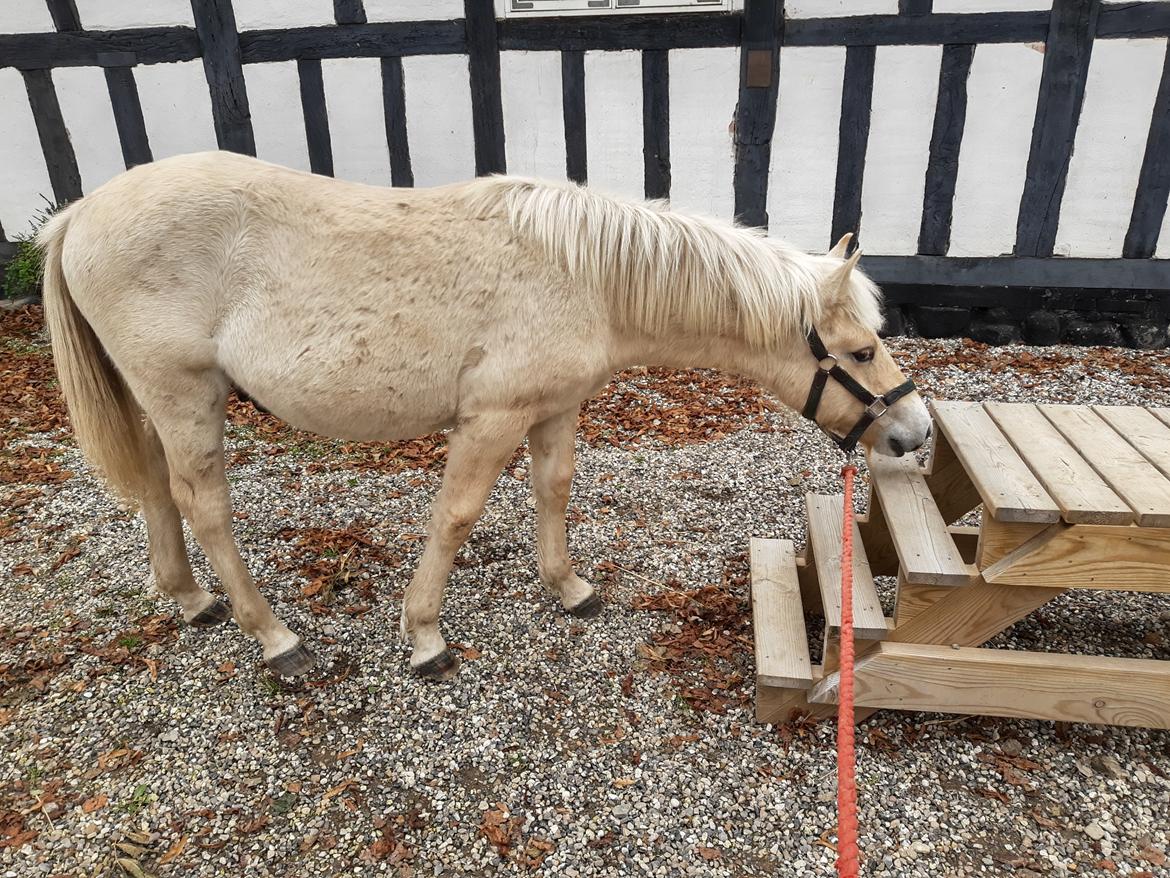 Fjordhest Oblings marco billede 5