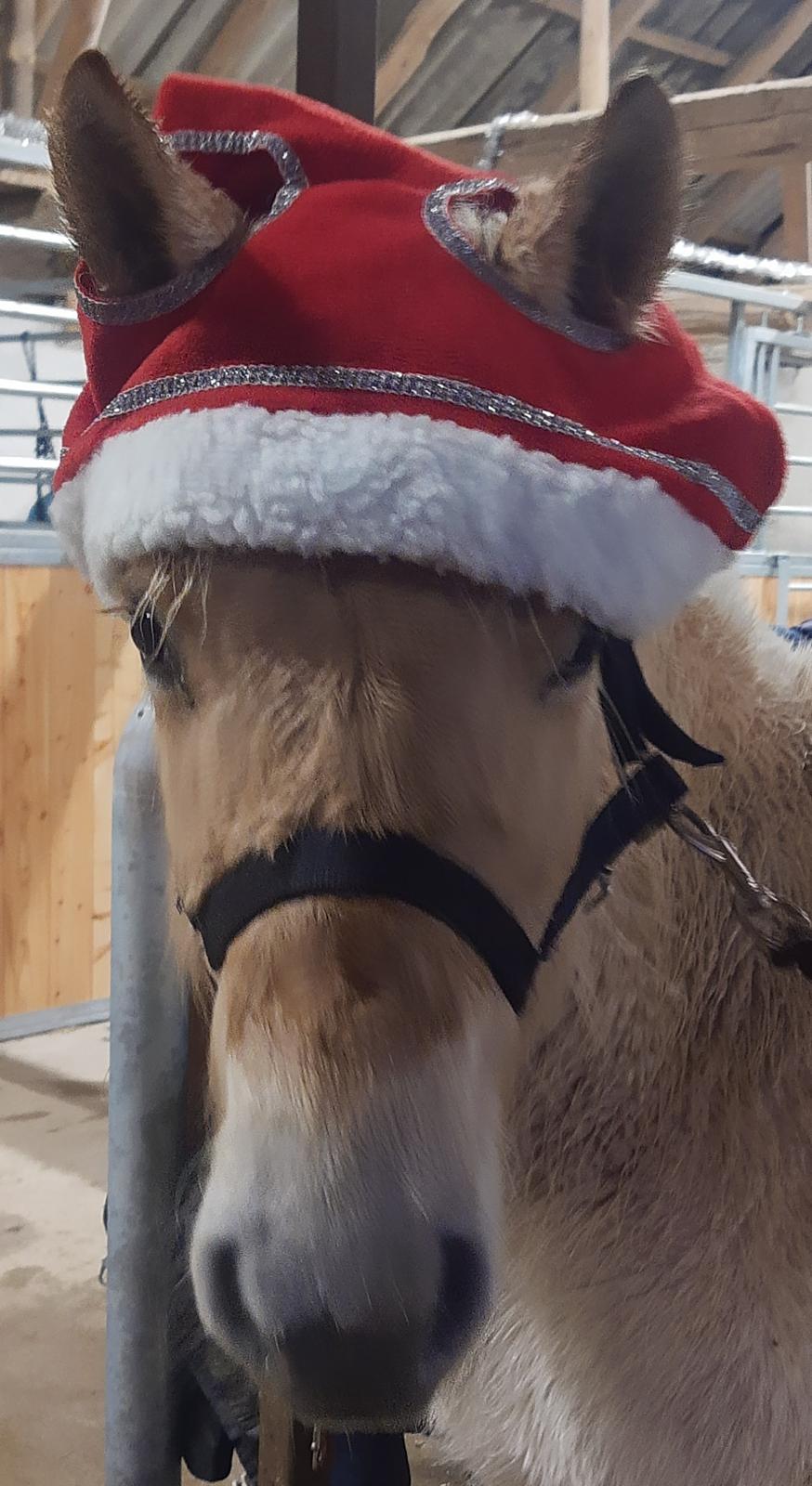 Fjordhest Oblings marco billede 2