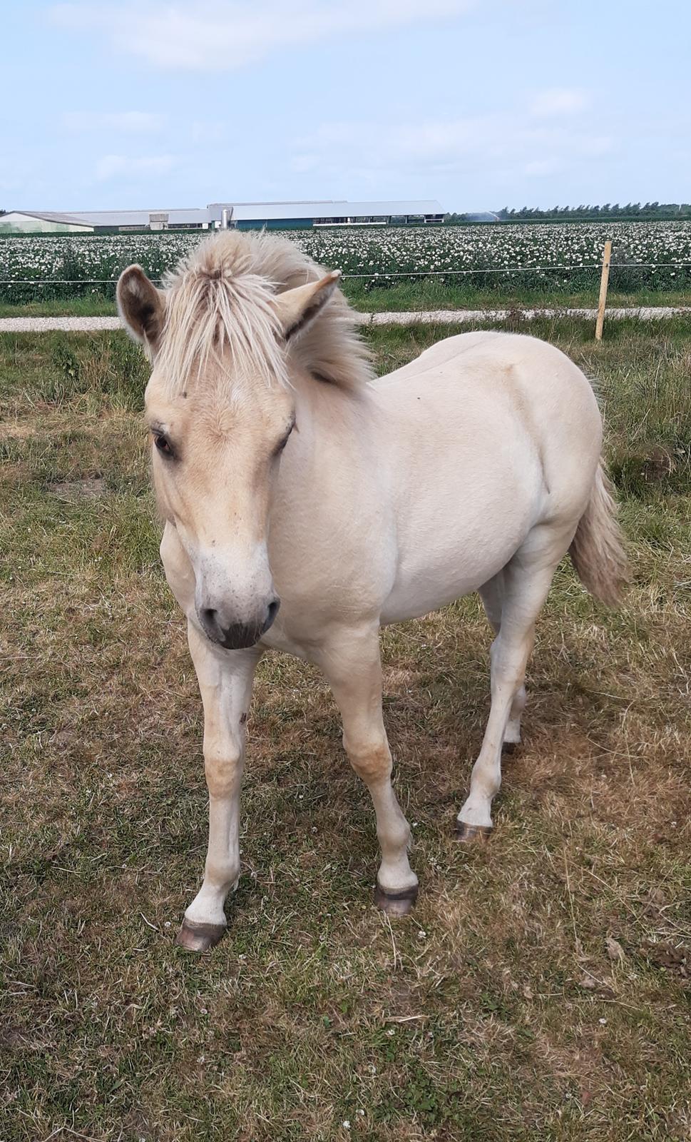 Fjordhest Oblings marco billede 6