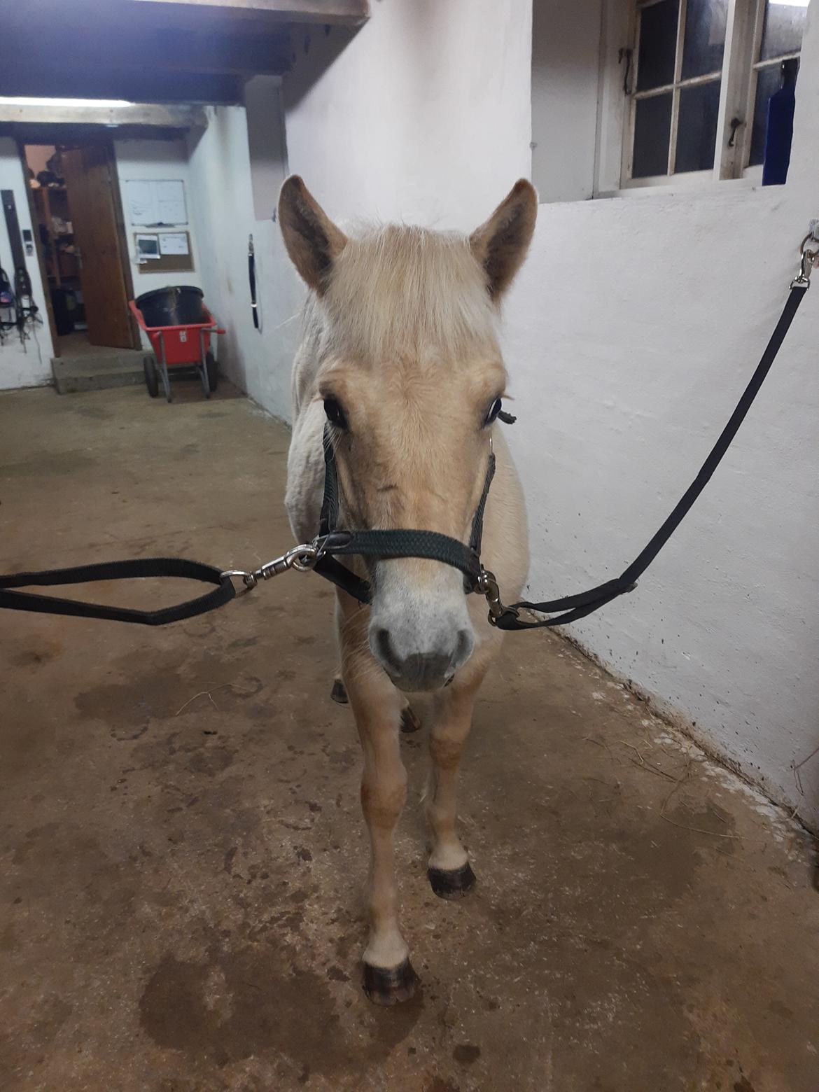 Fjordhest Oblings marco billede 8