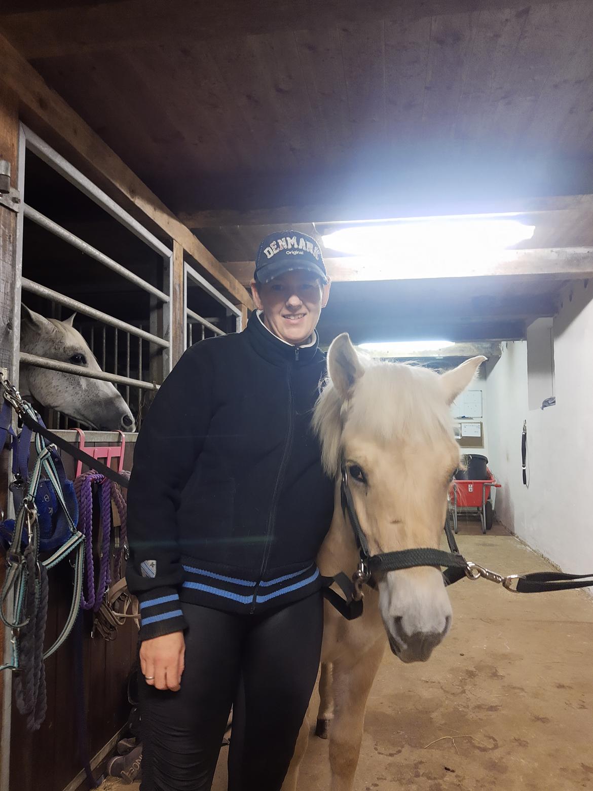 Fjordhest Oblings marco billede 9