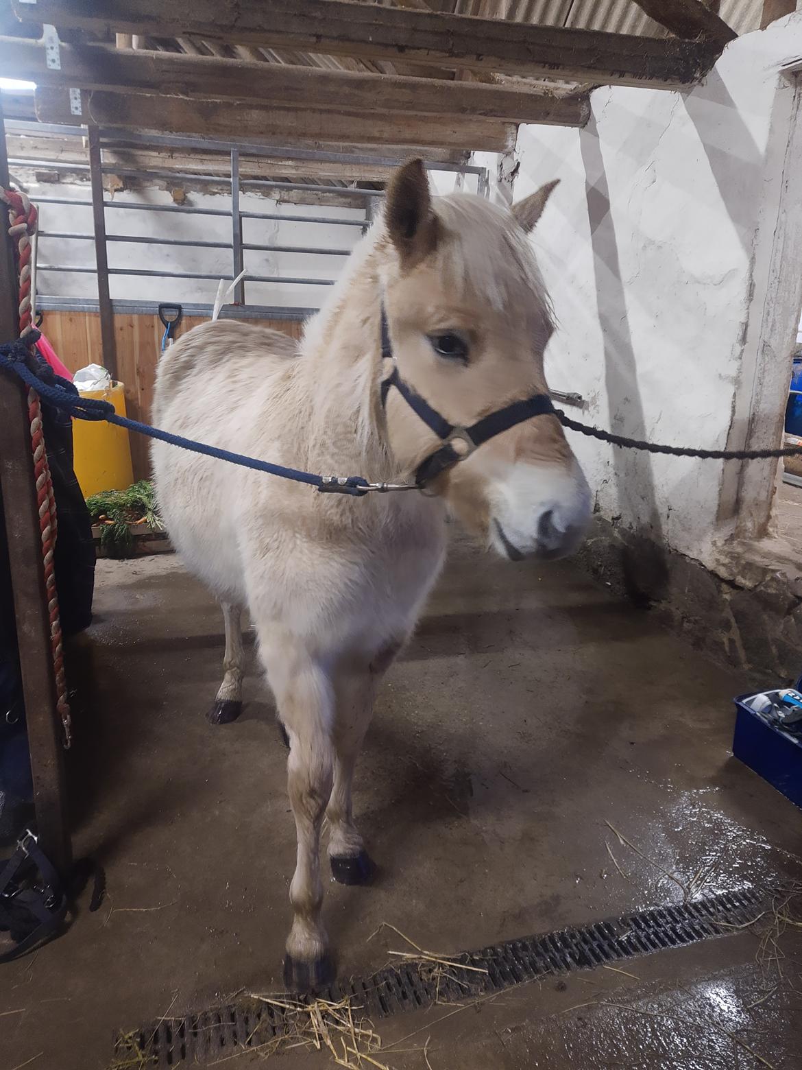 Fjordhest Oblings marco billede 10