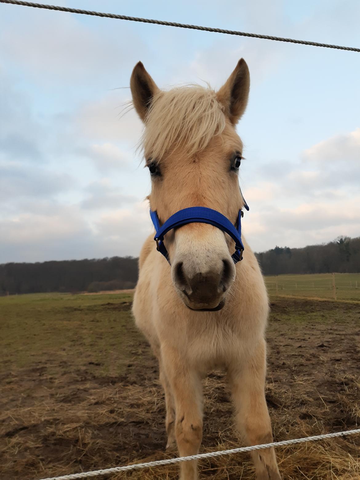 Fjordhest Oblings marco billede 12