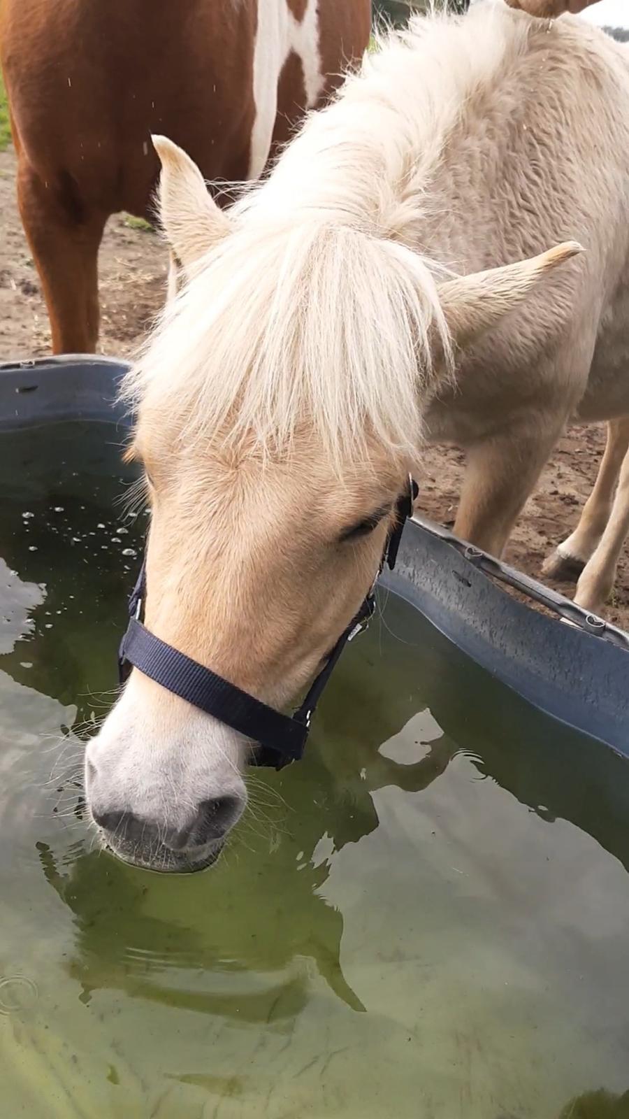 Fjordhest Oblings marco billede 11