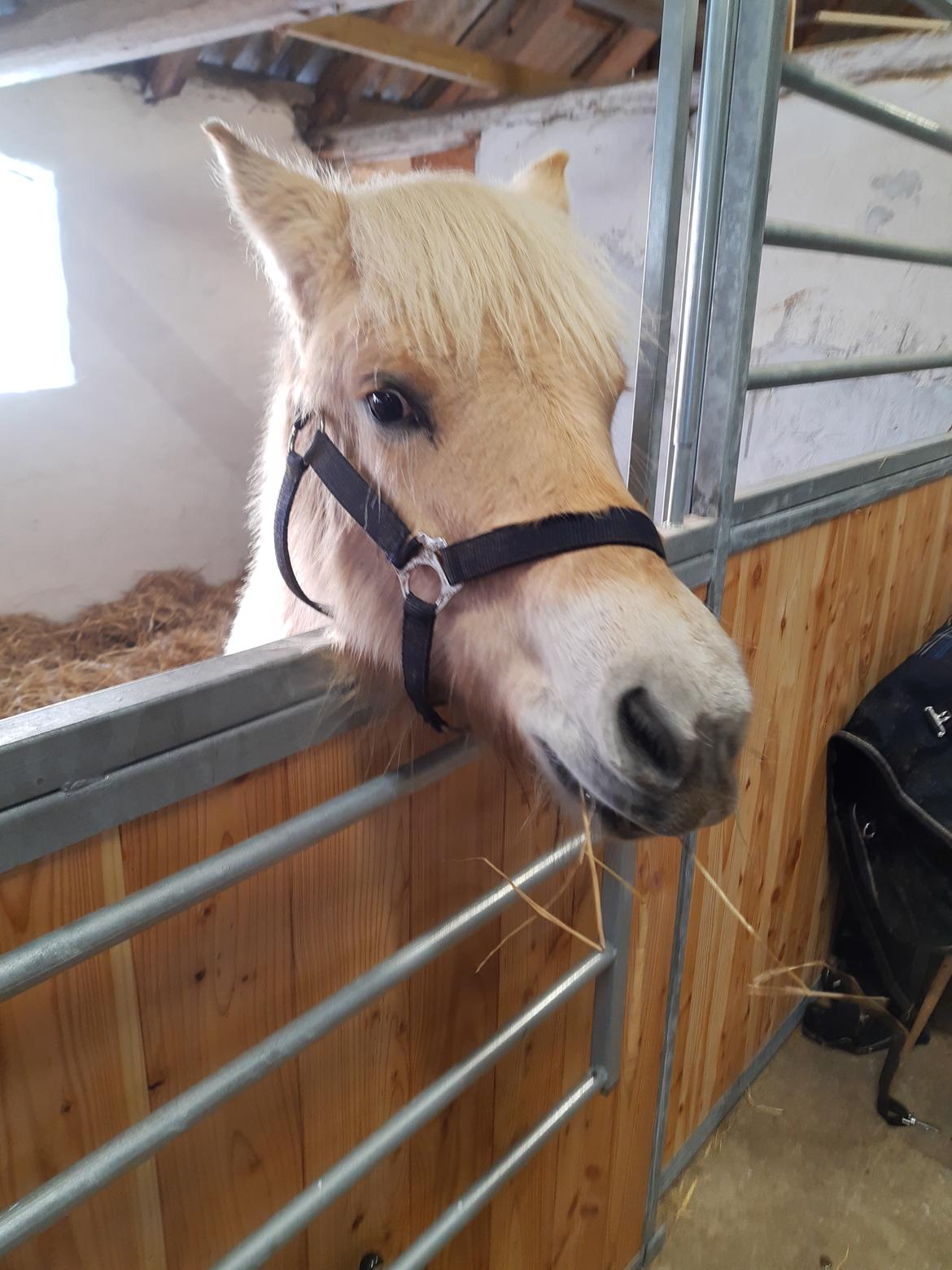 Fjordhest Oblings marco billede 13